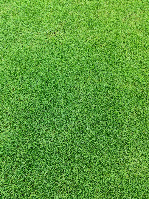 夏威夷草11