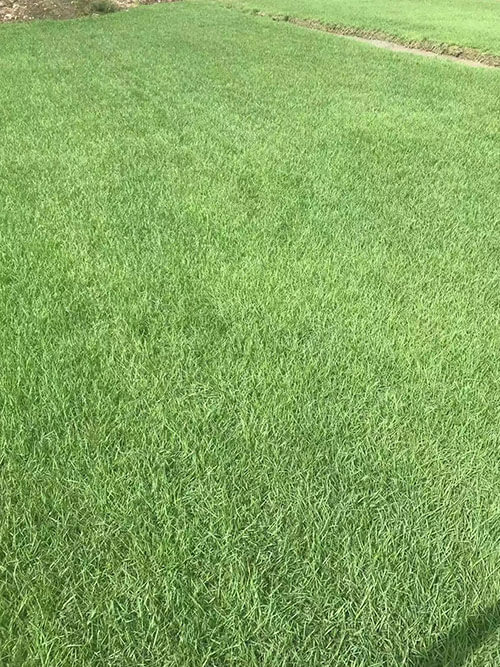 臺(tái)灣草，馬尼拉草12