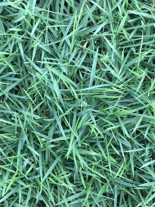 臺(tái)灣草，馬尼拉草13