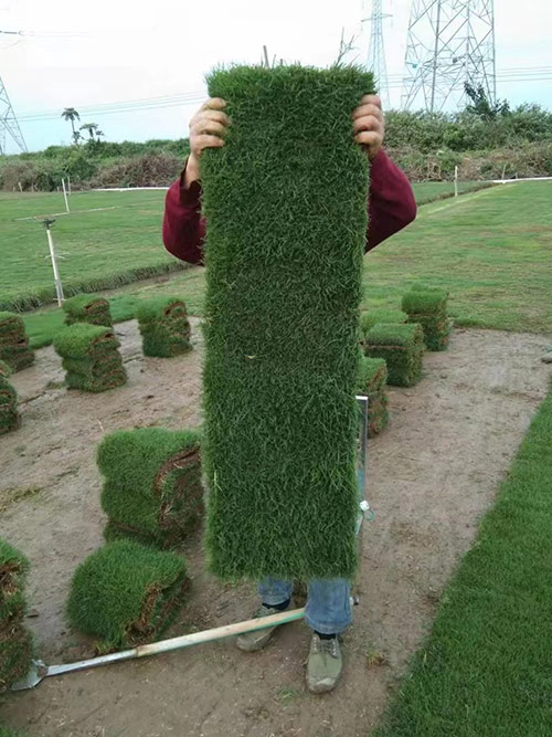 臺(tái)灣草，馬尼拉草7