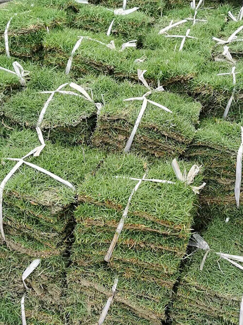 臺(tái)灣草，馬尼拉草18