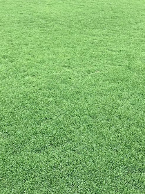 臺(tái)灣草，馬尼拉草3