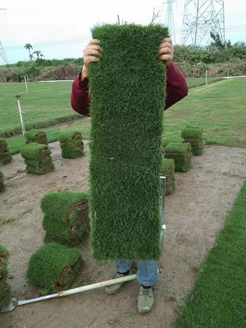 臺(tái)灣草，馬尼拉草5