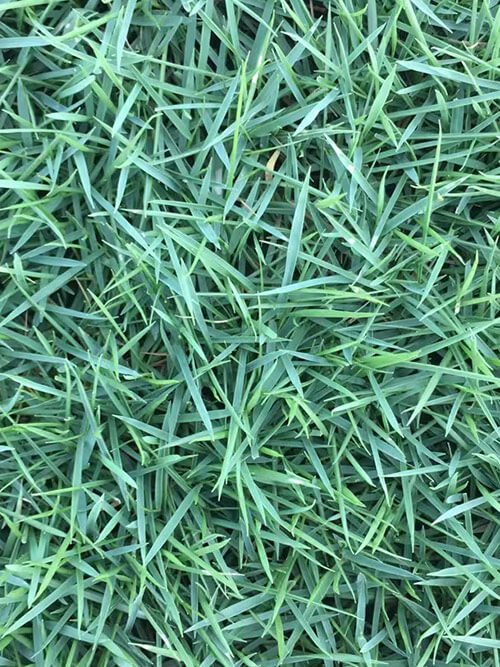 臺(tái)灣草，馬尼拉草4