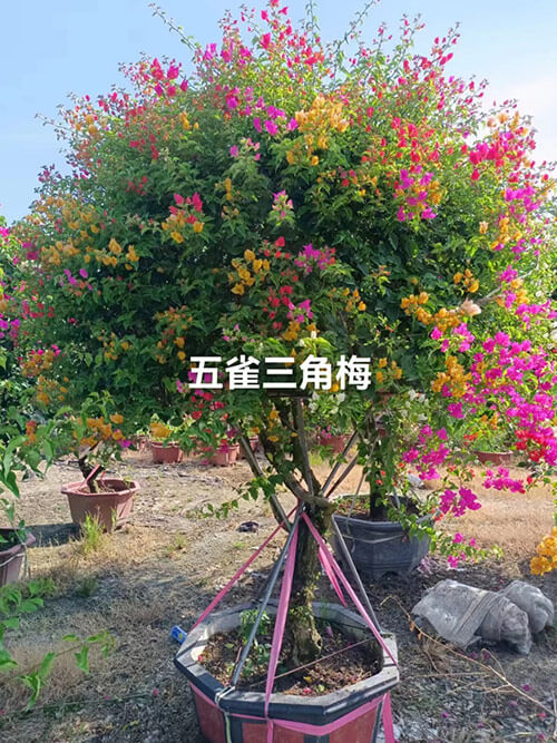 五雀三角梅