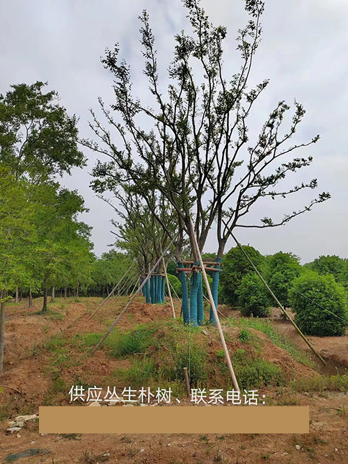 叢生樸樹(shù)