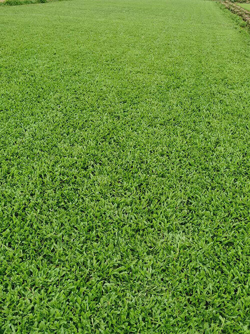 大葉油草7